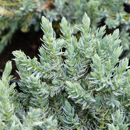 Можжевельник чешуйчатый Тропикал Блю (Juniperus squamata 'Tropical Blue')