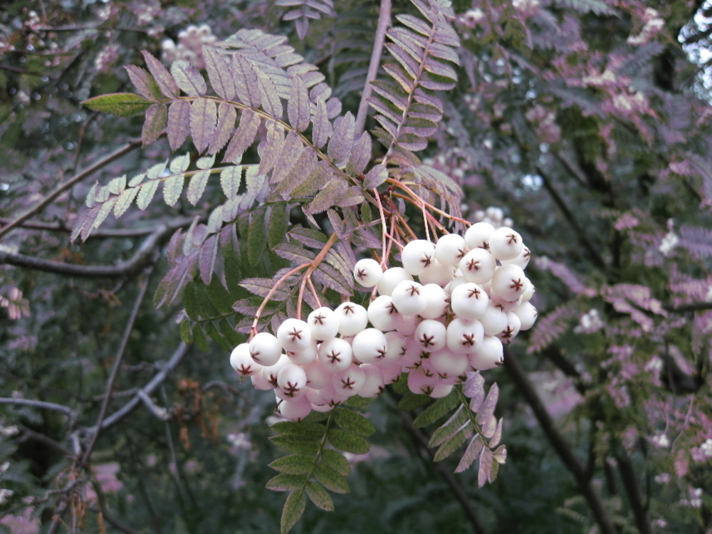 Рябина обыкновенная Кене (Sorbus aucuparia 'Kene')