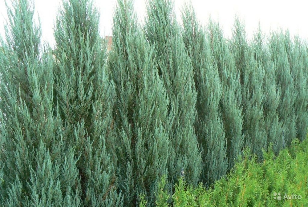 Можжевельник скальный Фишт (Juniperus scopulorum 'Fischt')