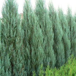 Можжевельник скальный Фишт (Juniperus scopulorum 'Fischt')