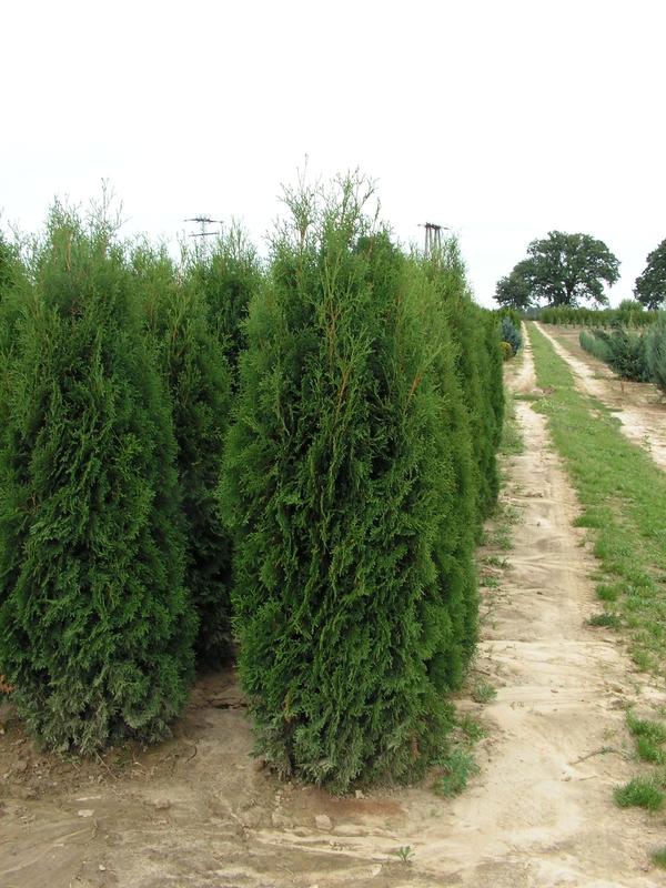 Туя западная Фастигиата (Thuja occidentalis 'Fastigiata')
