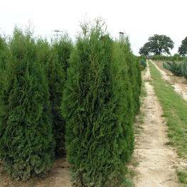 Туя западная Фастигиата (Thuja occidentalis 'Fastigiata')