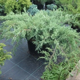 Можжевельник обыкновенный Голд Шац (Juniperus communis 'Gold Schatz')