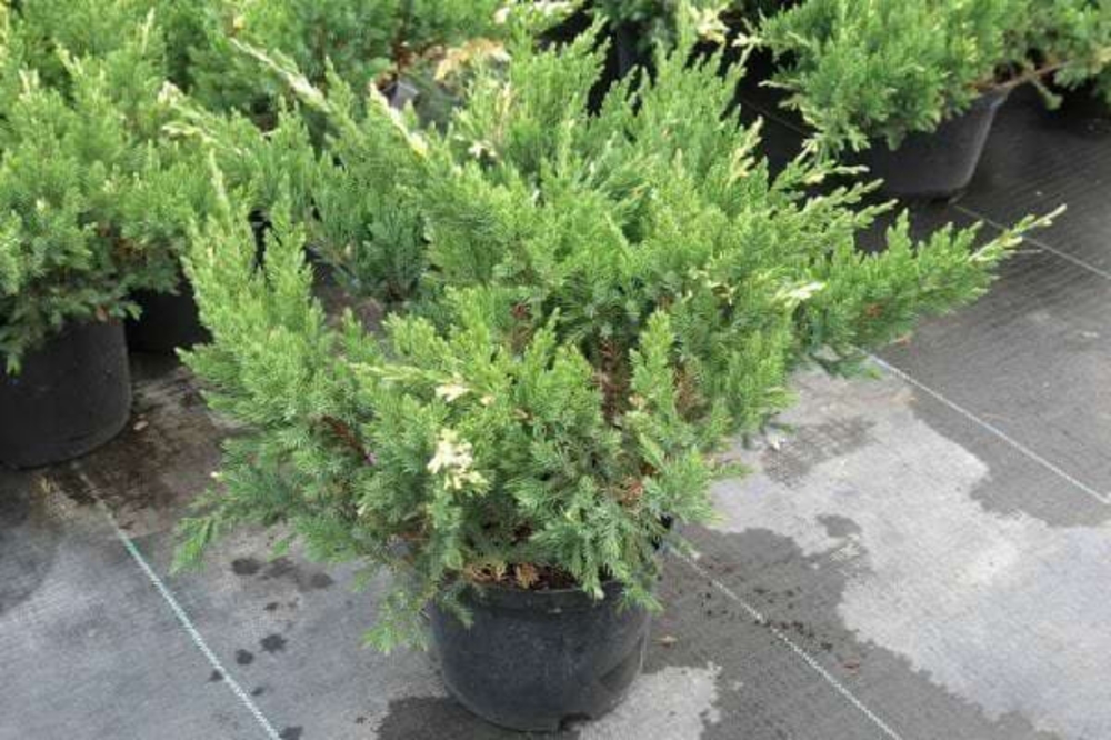 Можжевельник китайский Экспанса Вариегата (Juniperus chinensis 'Expansa Variegata')