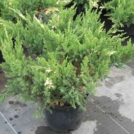 Можжевельник китайский Экспанса Вариегата (Juniperus chinensis 'Expansa Variegata')