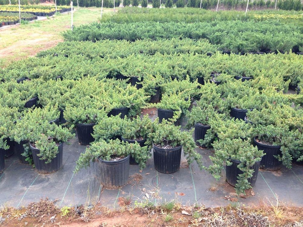 Можжевельник прибрежный Блю Пасифик (Juniperus conferta 'Blue Pacific')