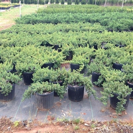 Можжевельник прибрежный Блю Пасифик (Juniperus conferta 'Blue Pacific')