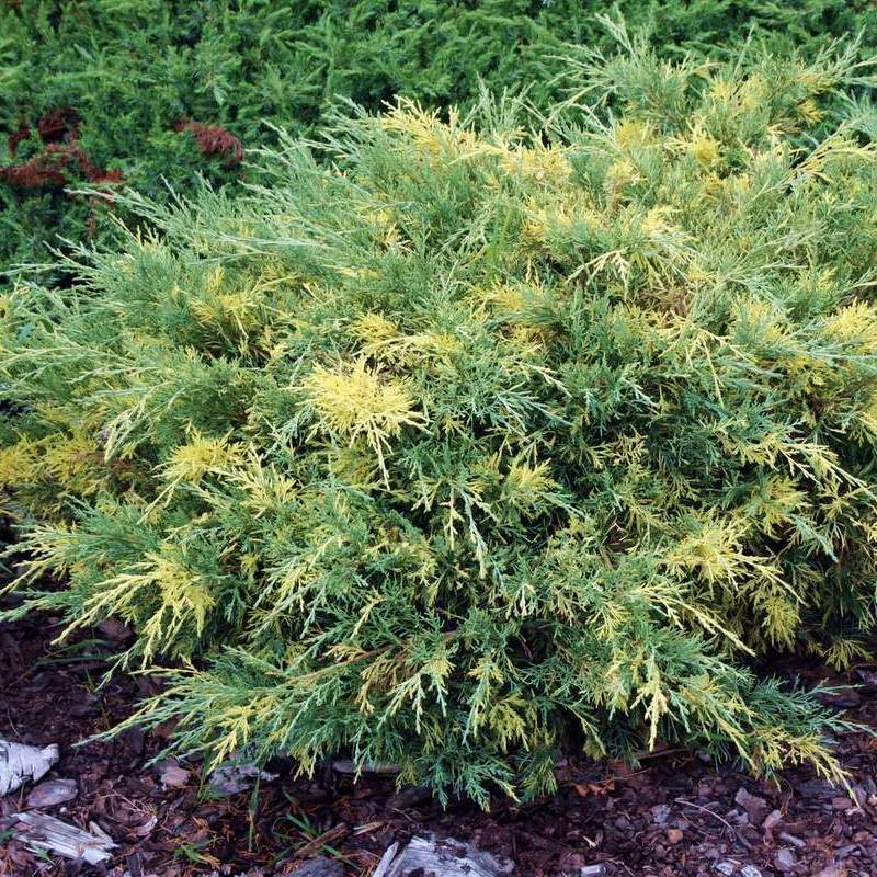 Можжевельник средний Блю энд Голд (Juniperus x pfitzeriana 'Blue and Gold')