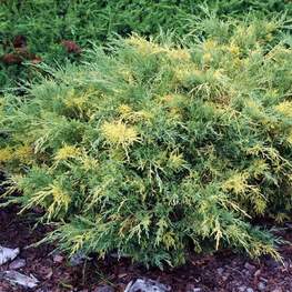 Можжевельник средний Блю энд Голд (Juniperus x pfitzeriana 'Blue and Gold')