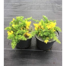 Можжевельник прибрежный Голден Вингс (Juniperus conferta 'Golden Wings')