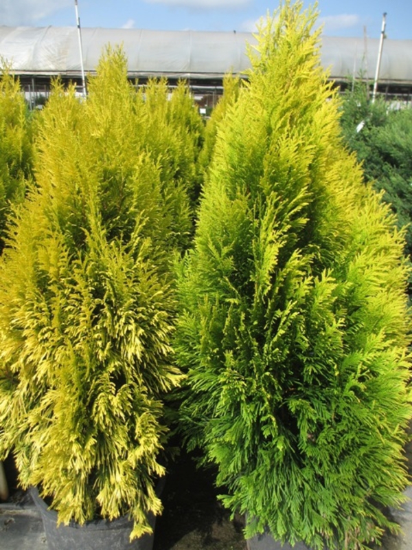 Туя складчатая Форевер Голди (Thuja plicata 'Forever Goldy')
