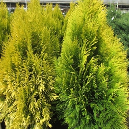 Туя складчатая Форевер Голди (Thuja plicata 'Forever Goldy')