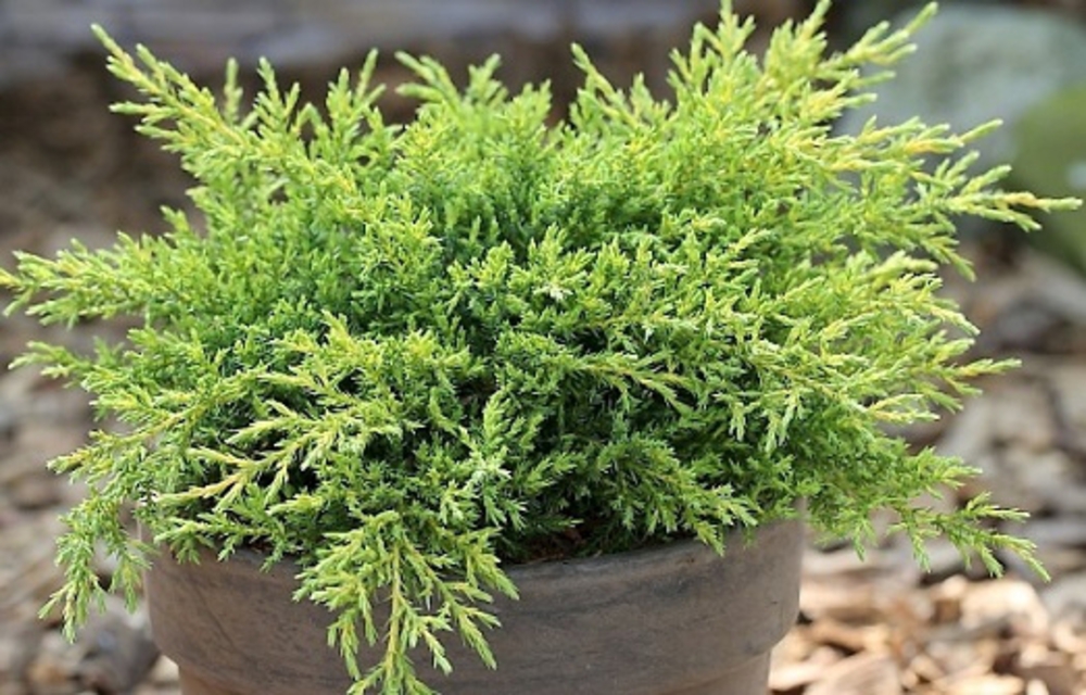 Можжевельник китайский Даубс Фростед (Juniperus chinensis 'Daubs Frosted')