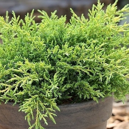 Можжевельник китайский Даубс Фростед (Juniperus chinensis 'Daubs Frosted')