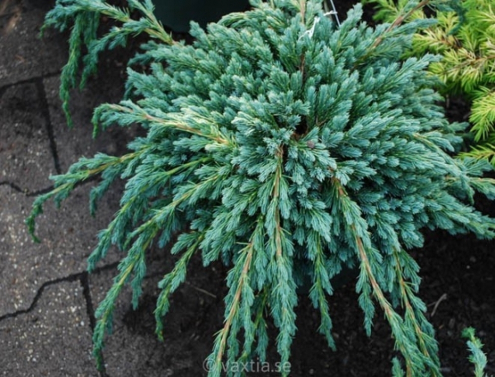 Можжевельник чешуйчатый Блю Спайдер (Juniperus squamata 'Blue Spider')