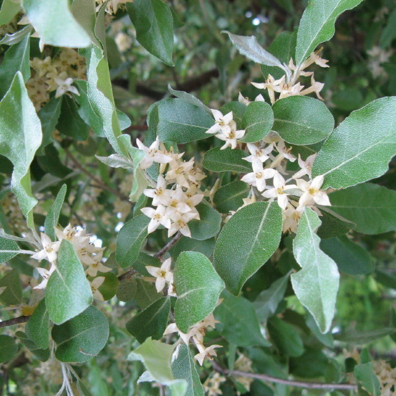 Лох зонтичный (Elaeagnus umbellata)