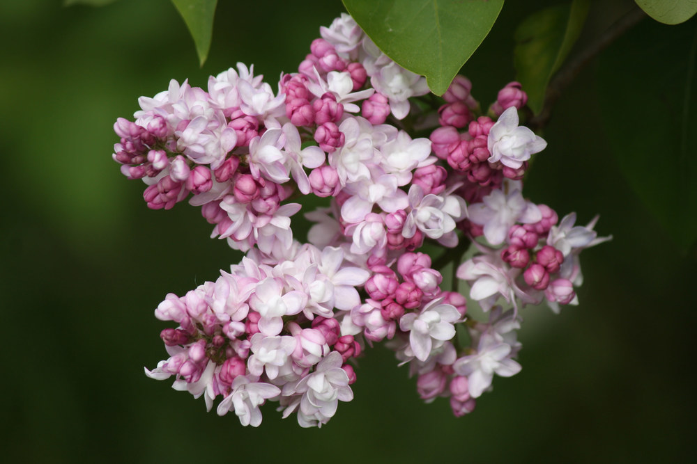 Сирень обыкновенная Бель де Нанси (Syringa vulgaris 'Belle de Nancy')