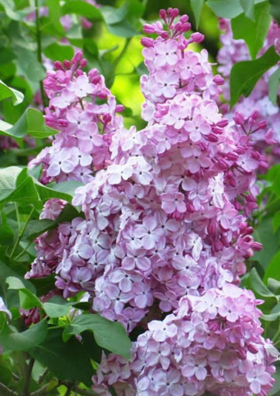 Сирень обыкновенная Гортензия (Syringa vulgaris 'Hortensja')