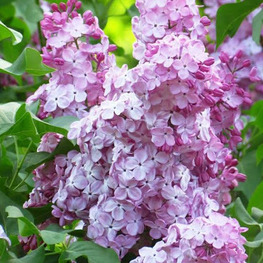 Сирень обыкновенная Гортензия (Syringa vulgaris 'Hortensja')