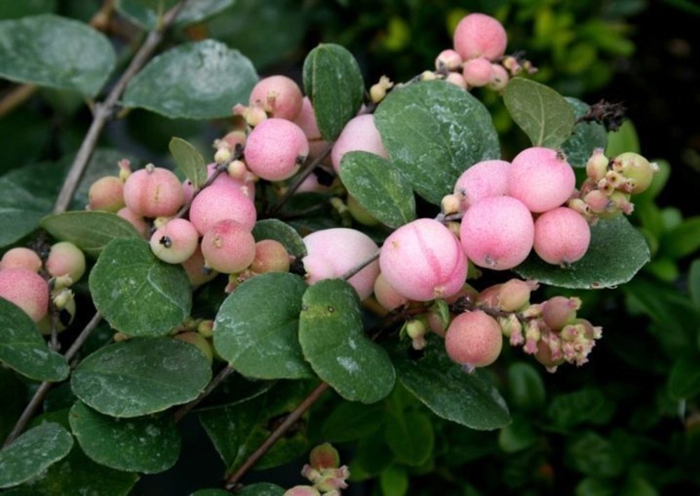 Снежноягодник гибридный (Symphoricarpos x doorenbosii)
