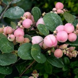 Снежноягодник гибридный (Symphoricarpos x doorenbosii)