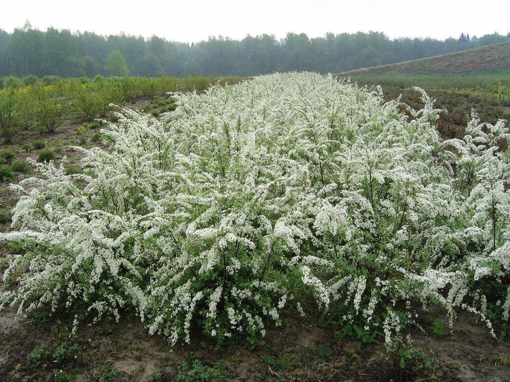 Спирея серая (Spiraea x cinerea)