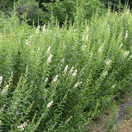 Спирея иволистная Альба (Spiraea salicifolia 'Alba')