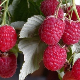 Малина Таруса (Rubus idaeus 'Tarusa')