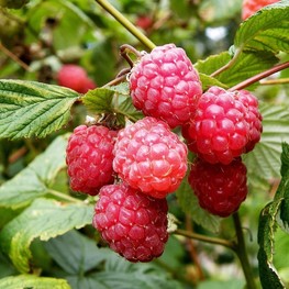 Малина Глен Ампл (Rubus idaeus 'Glen Ample')