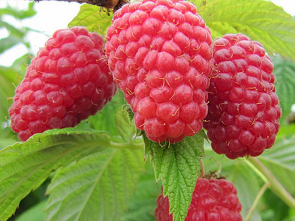 Малина ремонтантная Полана (Rubus idaeus 'Polana')