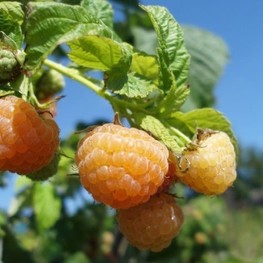 Малина ремонтантная Золотые купола (Rubus idaeus 'Zolotye Kupola')