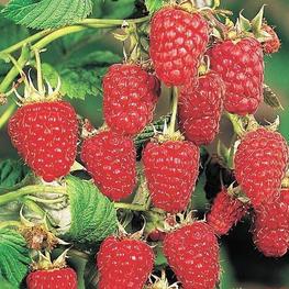 Малина ремонтантная Карамелька (Rubus idaeus 'Karamelka')