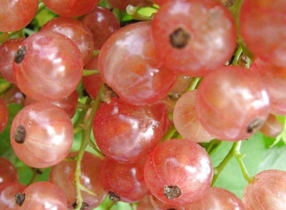 Смородина красная Прыгажуня (Ribes rubrum 'Prygazhunia')