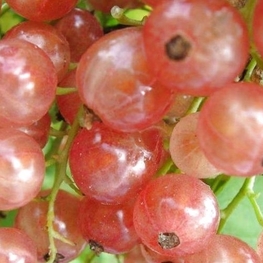Смородина красная Прыгажуня (Ribes rubrum 'Prygazhunia')