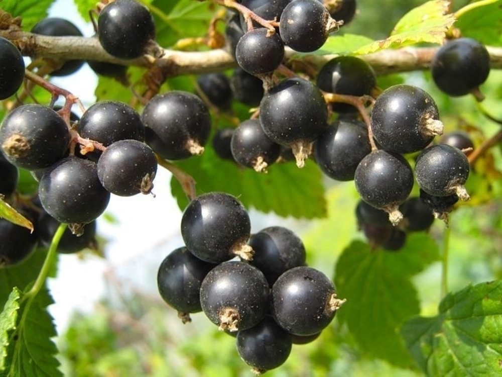 Смородина черная Ажурная (Ribes nigrum 'Azhurnaya')