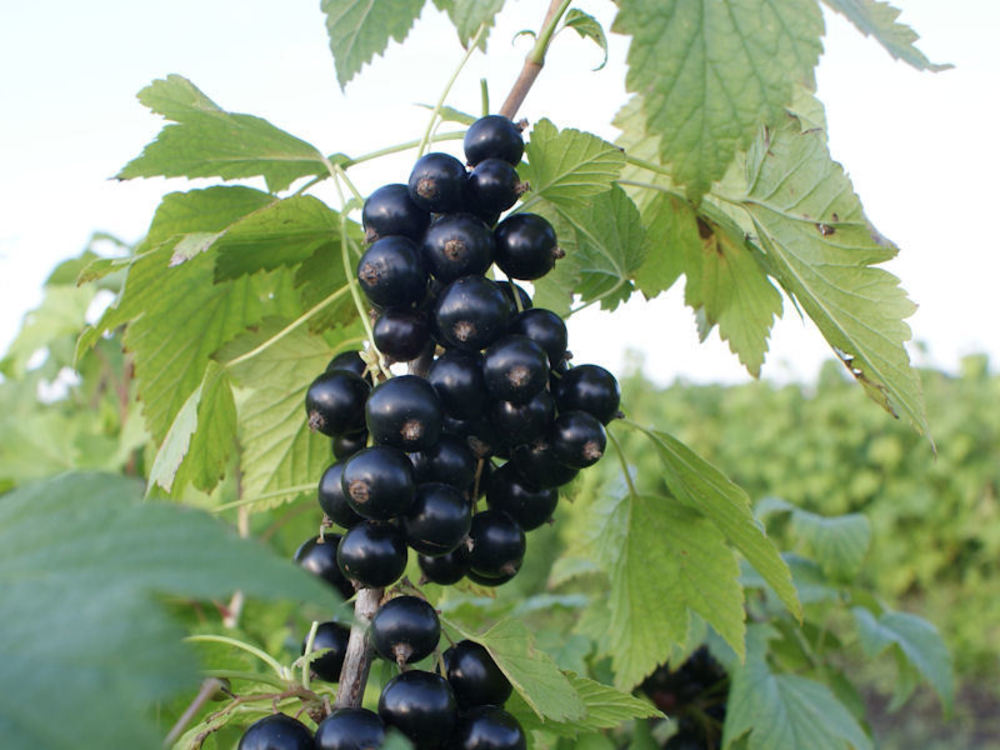 Смородина черная Титания (Ribes nigrum 'Titania')