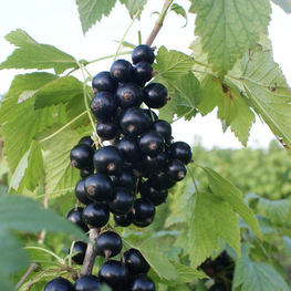 Смородина черная Титания (Ribes nigrum 'Titania')