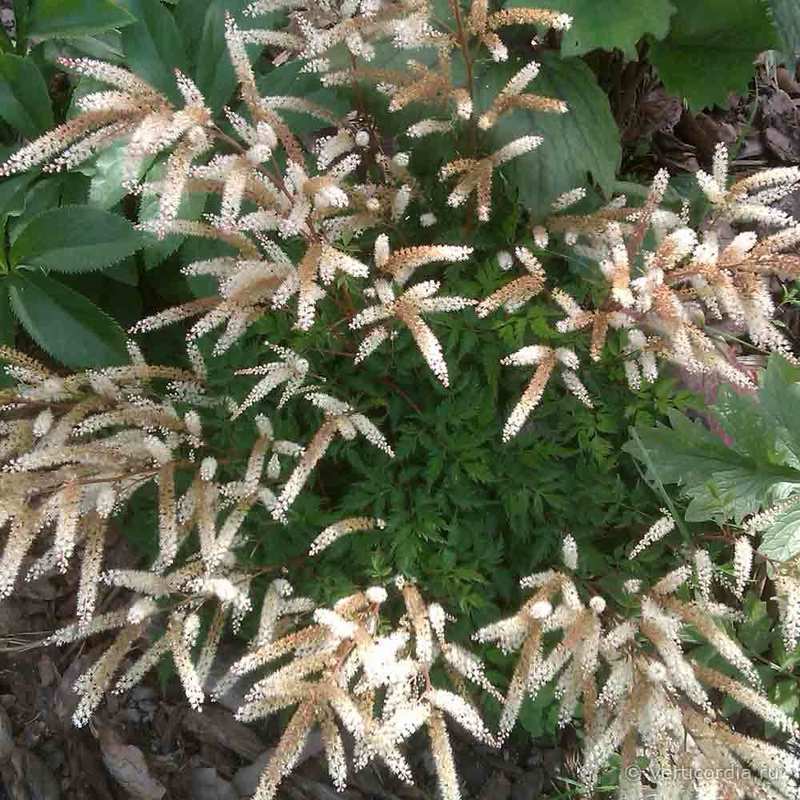 Волжанка кокорышелистная (Aruncus aethusifolius)