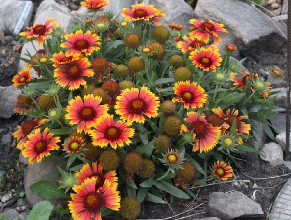 Гайлардия Аризона Сан (Gaillardia 'Arizona Sun')