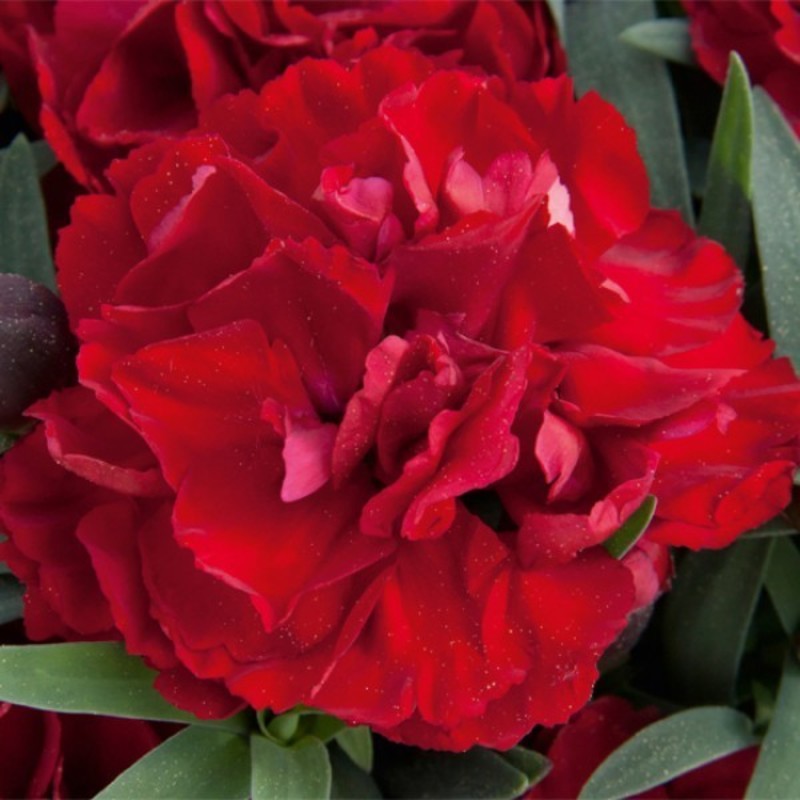 Гвоздика гибридная Супер Трупер (Dianthus 'Super Trouper')