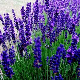 Лаванда узколистная Хидкот (Lavandula angustifolia 'Hidcote')