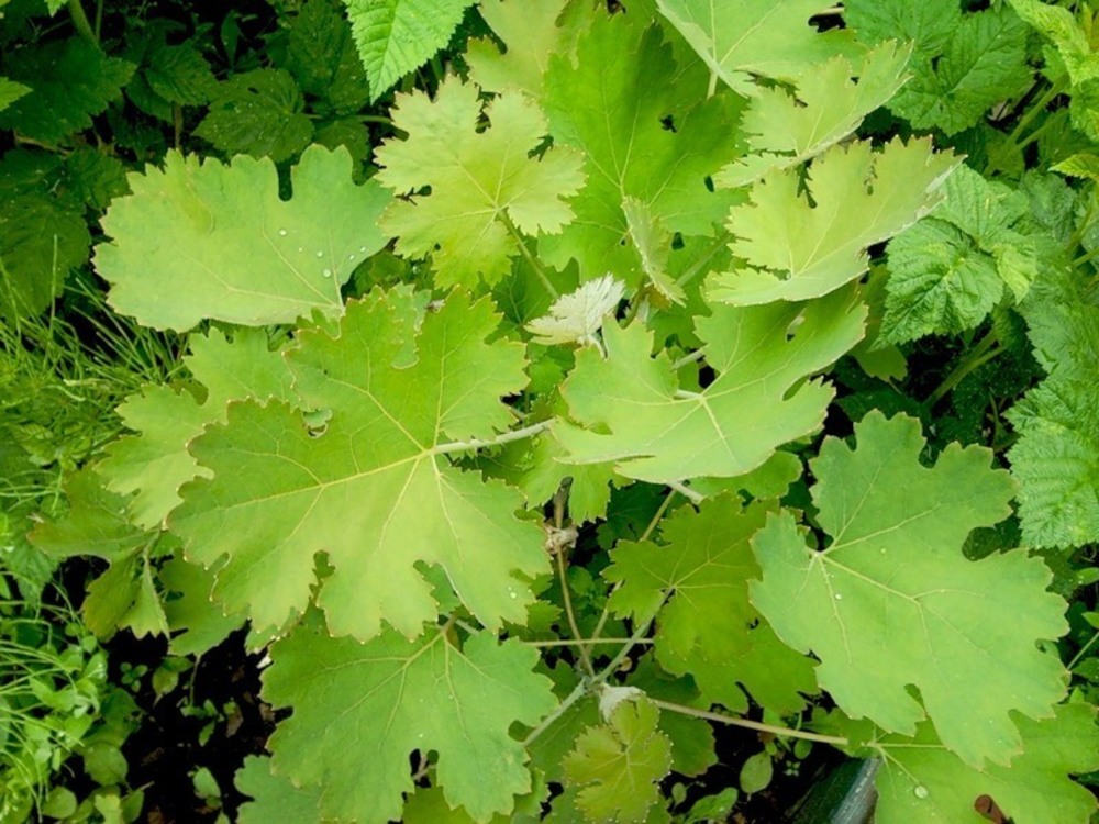 Маклея сердцевидная (Macleaya cordata)