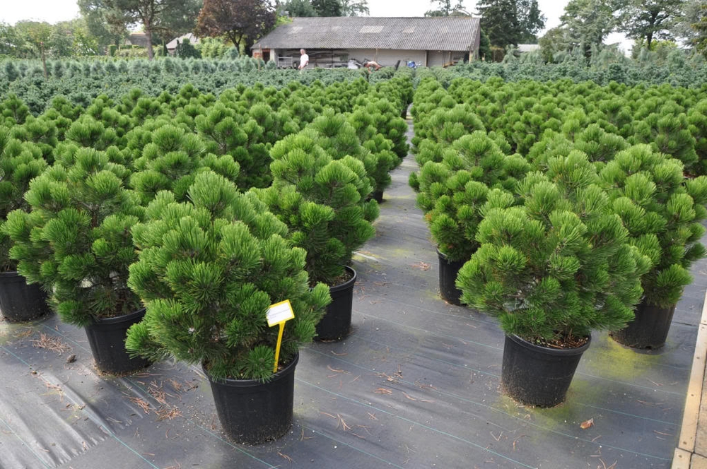Сосна белокорая Компакт Джем (Pinus heldreichii 'Compact Gem')