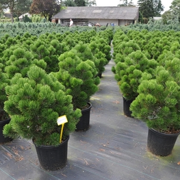 Сосна белокорая Компакт Джем (Pinus heldreichii 'Compact Gem')