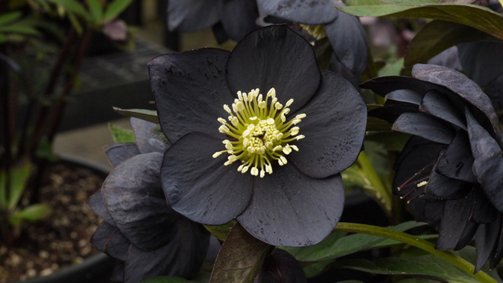Морозник черный (Helleborus niger)