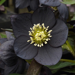 Морозник черный (Helleborus niger)