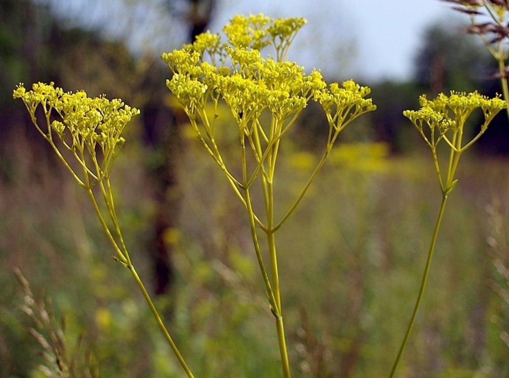 Патриния скабиозолистная (Patrinia scabiosifolia)