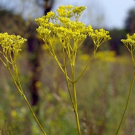Патриния скабиозолистная (Patrinia scabiosifolia)
