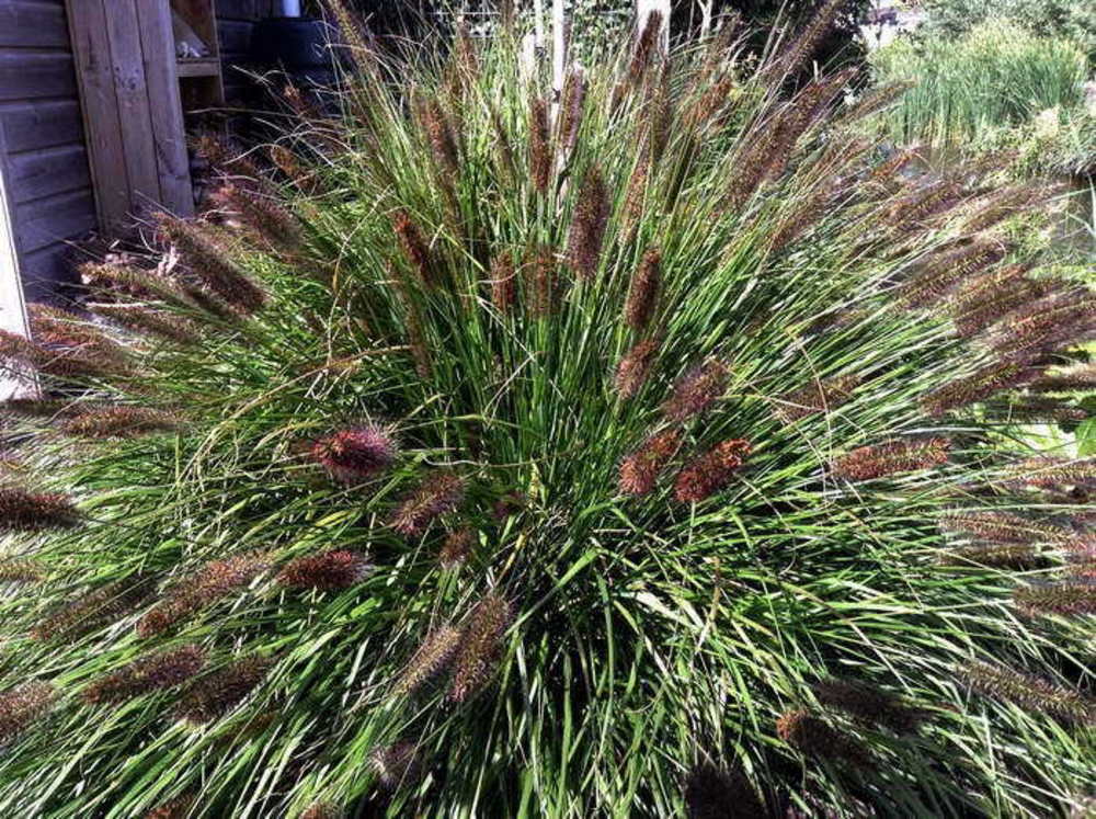 Перистощетинник Блэк Бьюти (Pennisetum alopecuroides 'Black Beauty')