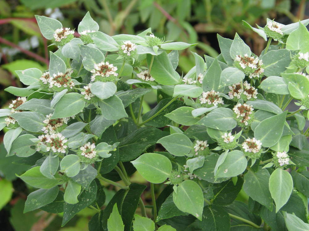 Пикнантемум извилистый (Горная мята) (Pycnanthemum flexuosum)